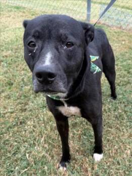HUNTER -  Pit Bull Terrier and Mixed Breed Dog for Adoption in Tulsa, Oklahoma - HUNTER | PetCurious