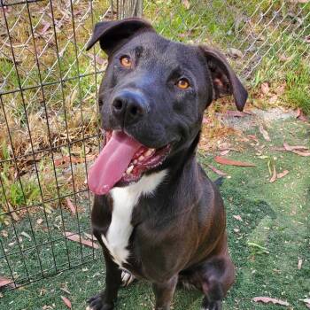 Rescue Black Labrador Retriever Dogs for Adoption in San Pablo, California - Sylvester Stallone | PetCurious