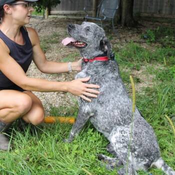 Tater -  English Setter and Bluetick Coonhound Dog for Adoption in Plain City, Ohio - Tater | PetCurious