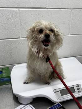 DUKE -  Yorkshire Terrier and Shih Tzu Dog for Adoption - DUKE | PetCurious