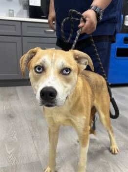 PRINCE -  Siberian Husky and Mixed Breed Dog for Adoption - PRINCE | PetCurious