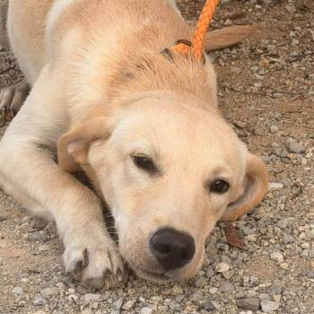 Alabama -  Mixed Breed Dog for Adoption in Madison, Wisconsin - Alabama | PetCurious