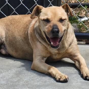Rescue Yellow Labrador Retriever Dogs for Adoption in Mountain City, Tennessee - Champ | PetCurious