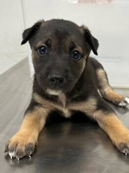 Rescue Shepherd and Mixed Breed Dogs for Adoption in Lockhart, Texas - Jewels 2 | PetCurious