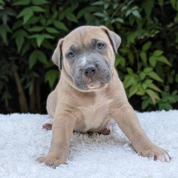 Pit Bull Terrier and Mixed Breed Dogs Available for Adoption in Tyrone, Georgia - Cinna-Spin 03-1018 | PetCurious