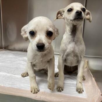 Chihuahua Dogs Available for Adoption in Westminster, California - WAGS-Stray-21490 | PetCurious