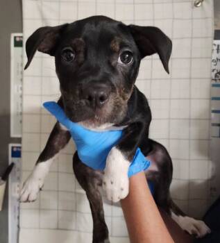 Rescue Pit Bull Terrier Dogs for Adoption in Evansville, Indiana - Mykenzie | PetCurious