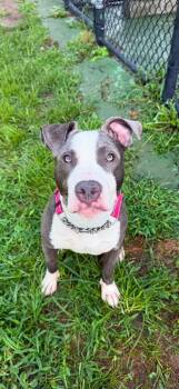 Devine -  Terrier Dog for Adoption in Peconic, New York - Devine | PetCurious