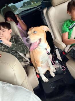 Sapphire -  Yellow Labrador Retriever and Mixed Breed Dog for Adoption in Foley, Alabama - Sapphire | PetCurious