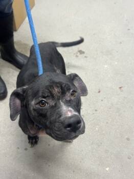 Rescue Mixed Breed Dogs for Adoption in West Chester, Pennsylvania - Thea | PetCurious