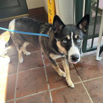 Mari -  Husky Dog for Adoption in Pasadena, California - Mari | PetCurious