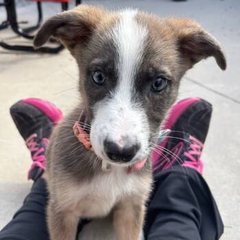 Rescue Australian Shepherd Dogs for Adoption in Chattanooga, Tennessee - Kue T. Muffins | PetCurious