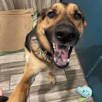 Rescue German Shepherd Dog Dogs for Adoption in West Des Moines, Iowa - Roscoe | PetCurious