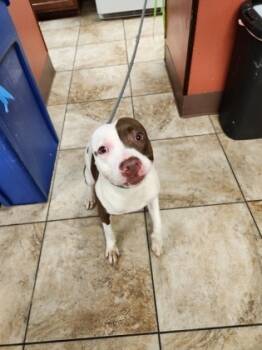 Rescue Mixed Breed Dogs for Adoption in Cincinnati, Ohio - Argentina | PetCurious