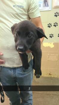 Labrador Retriever Dogs Available for Adoption in Swainsboro, Georgia - Chuck | PetCurious