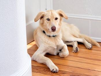 Bird -  Yellow Labrador Retriever and Collie Dog for Adoption in VERNON ROCKVL, Connecticut - Bird | PetCurious