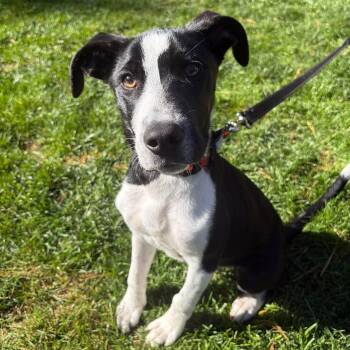 LeBron -  Pit Bull Terrier and Jack Russell Terrier Dog for Adoption in Fountain Hill, Pennsylvania - LeBron | PetCurious