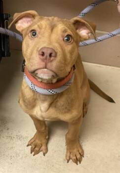 Pit Bull Terrier Dogs Available for Adoption in Dayton, Ohio - PUMPKIN | PetCurious