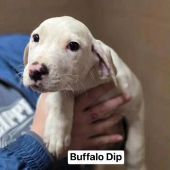 Mixed Breed Dogs Available for Adoption - Buffalo Chicken Dip | PetCurious