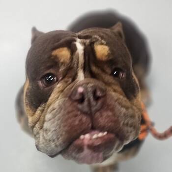 English Bulldog Dogs Available for Adoption - Snack Pack ~ Coming Soon!!! | PetCurious