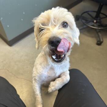 Tilly -  Cocker Spaniel and Poodle Dog for Adoption in Rifle, Colorado - Tilly | PetCurious