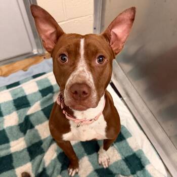 Mixed Breed Dogs Available for Adoption in Wilmington, Delaware - Java | PetCurious