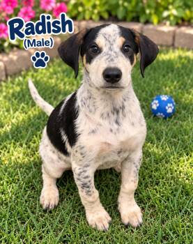 Radish (m) -  Hound and Australian Cattle Dog Blue Heeler Dog for Adoption in Nashville, Tennessee - Radish (m) | PetCurious