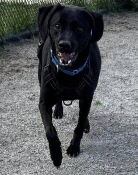 Mixed Breed Dogs Available for Adoption in Fairfax, Virginia - Jayce | PetCurious