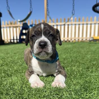 Charlie -  Boxer Dog for Adoption in Woodinville, Washington - Charlie | PetCurious