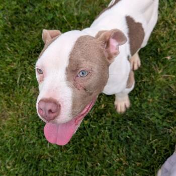 Pit Bull Terrier Dogs Available for Adoption in Ravenna, Ohio - 190507 LOOKING FOR OWNER | PetCurious