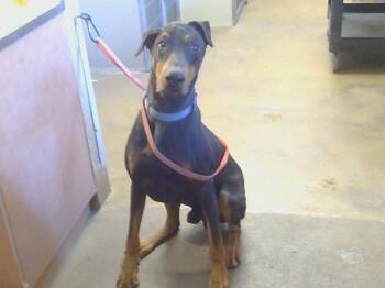 Rescue Doberman Pinscher Dogs for Adoption in Sacramento, California - TEMPO | PetCurious