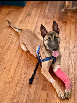 Rescue Mixed Breed Dogs for Adoption in Chamblee, Georgia - Clyde | PetCurious