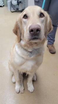Golden Retriever Dogs Available for Adoption - DAISY | PetCurious