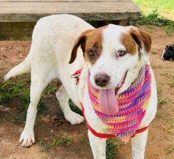 Brittany Spaniel and Mixed Breed Dogs Available for Adoption in Seneca, South Carolina - Dusty Ann HW+ Fee Waived | PetCurious