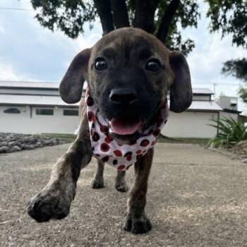 Hershel -  Boxer and Beagle Dog for Adoption in Louisville, Kentucky - Hershel | PetCurious