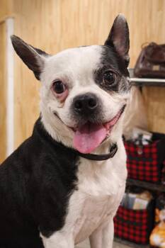 Boston Terrier Dogs Available for Adoption - Diesal  | PetCurious