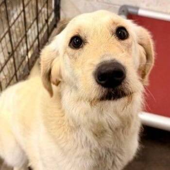 CT Katrina -  Golden Retriever Dog for Adoption in Stormville, New York - CT Katrina | PetCurious