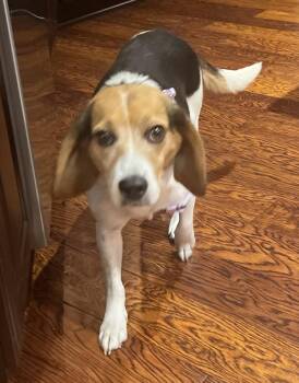 Amaretto -  Beagle Dog for Adoption in Germantown, Ohio - Amaretto | PetCurious