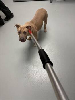 Pit Bull Terrier Dogs Available for Adoption in St. Cloud, Florida - TIA | PetCurious