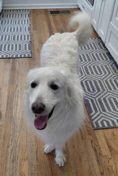 Great Pyrenees Dogs Available for Adoption - Rose W | PetCurious