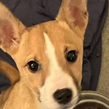 Husky Dogs Available for Adoption in Baltimore, Maryland - Gold | PetCurious