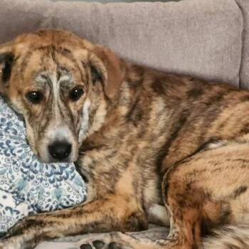 Rescue Plott Hound and Labrador Retriever Dogs for Adoption in Sonora, California - Nayla | PetCurious