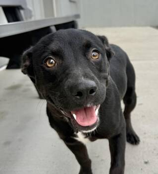 Tootsie Roll (ID 53555) -  Terrier Dog for Adoption in Manassas, Virginia - Tootsie Roll (ID 53555) | PetCurious