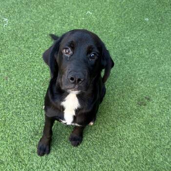Mister Midnight 2545 -  Labrador Retriever and Mixed Breed Dog for Adoption in Loxahatchee Groves, Florida - Mister Midnight 2545 | PetCurious