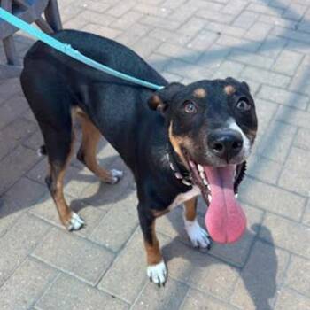 Ava -  Doberman Pinscher and Australian Cattle Dog Blue Heeler Dog for Adoption in Austin, Texas - Ava | PetCurious