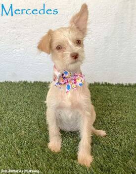 Mercedes -  Yorkshire Terrier and Jack Russell Terrier Dog for Adoption in San Diego, California - Mercedes | PetCurious