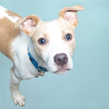 LIGHTBULB -  Pit Bull Terrier and Mixed Breed Dog for Adoption in St. Louis, Missouri - LIGHTBULB | PetCurious