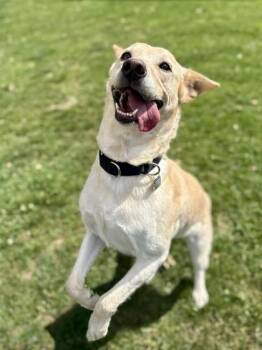 Mixed Breed Dogs Available for Adoption in Roseburg, Oregon - Daisy  | PetCurious