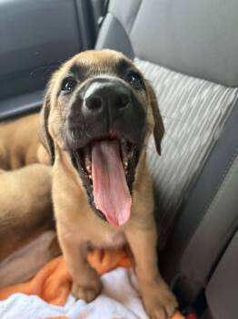 Freya -  Redbone Coonhound and German Shepherd Dog Dog for Adoption in Byrdstown, Tennessee - Freya | PetCurious