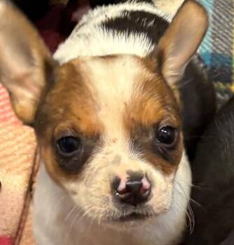 Leon -  Chihuahua Dog for Adoption in Elizabethton, Tennessee - Leon | PetCurious